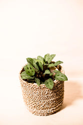 Maranta leuconeura